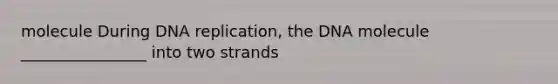 molecule During <a href='https://www.questionai.com/knowledge/kofV2VQU2J-dna-replication' class='anchor-knowledge'>dna replication</a>, the DNA molecule ________________ into two strands