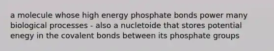 a molecule whose high energy phosphate bonds power many biological processes - also a nucletoide that stores potential enegy in the covalent bonds between its phosphate groups