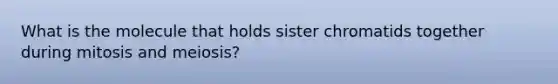 What is the molecule that holds sister chromatids together during mitosis and meiosis?