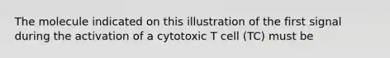 The molecule indicated on this illustration of the first signal during the activation of a cytotoxic T cell (TC) must be