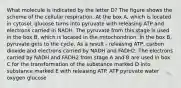 What molecule is indicated by the letter D? The figure shows the scheme of the cellular respiration. At the box A, which is located in cytosol, glucose turns into pyruvate with releasing ATP and electrons carried in NADH. The pyruvate from this stage is used in the box B, which is located in the mitochondrion. In the box B, pyruvate gets to the cycle. As a result - releasing ATP, carbon dioxide and electrons carried by NADH and FADH2. The electrons carried by NADH and FADH2 from stage A and B are used in box C for the transformation of the substance marked D into substance marked E with releasing ATP. ATP pyruvate water oxygen glucose