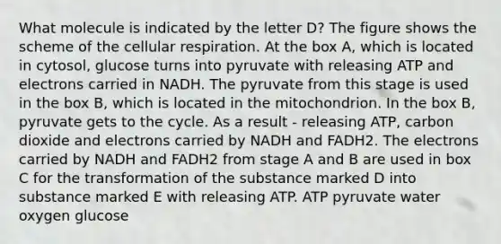 What molecule is indicated by the letter D? The figure shows the scheme of the cellular respiration. At the box A, which is located in cytosol, glucose turns into pyruvate with releasing ATP and electrons carried in NADH. The pyruvate from this stage is used in the box B, which is located in the mitochondrion. In the box B, pyruvate gets to the cycle. As a result - releasing ATP, carbon dioxide and electrons carried by NADH and FADH2. The electrons carried by NADH and FADH2 from stage A and B are used in box C for the transformation of the substance marked D into substance marked E with releasing ATP. ATP pyruvate water oxygen glucose