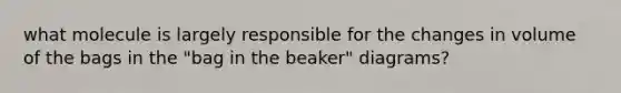 what molecule is largely responsible for the changes in volume of the bags in the "bag in the beaker" diagrams?