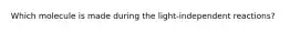 Which molecule is made during the light-independent reactions?