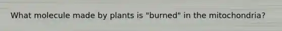 What molecule made by plants is "burned" in the mitochondria?