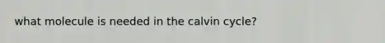 what molecule is needed in the calvin cycle?