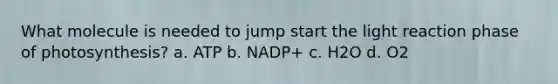 What molecule is needed to jump start the light reaction phase of photosynthesis? a. ATP b. NADP+ c. H2O d. O2