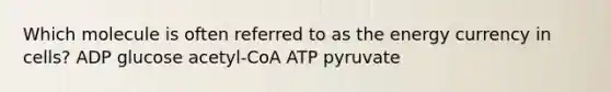 Which molecule is often referred to as the energy currency in cells? ADP glucose acetyl-CoA ATP pyruvate