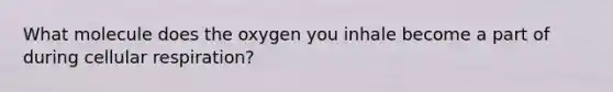 What molecule does the oxygen you inhale become a part of during <a href='https://www.questionai.com/knowledge/k1IqNYBAJw-cellular-respiration' class='anchor-knowledge'>cellular respiration</a>?