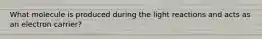 What molecule is produced during the light reactions and acts as an electron carrier?