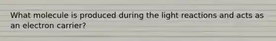What molecule is produced during the light reactions and acts as an electron carrier?