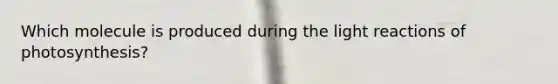 Which molecule is produced during the light reactions of photosynthesis?
