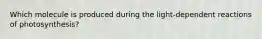 Which molecule is produced during the light-dependent reactions of photosynthesis?