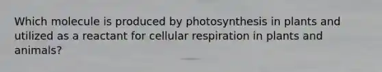 Which molecule is produced by photosynthesis in plants and utilized as a reactant for cellular respiration in plants and animals?