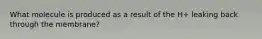 What molecule is produced as a result of the H+ leaking back through the membrane?