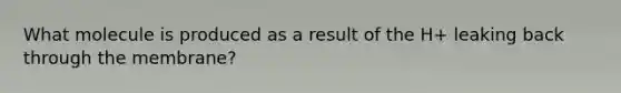 What molecule is produced as a result of the H+ leaking back through the membrane?