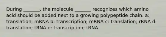 During _______, the molecule _______ recognizes which amino acid should be added next to a growing polypeptide chain. a: translation; mRNA b: transcription; mRNA c: translation; rRNA d: translation; tRNA e: transcription; tRNA