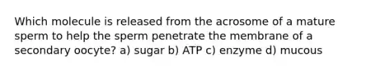 Which molecule is released from the acrosome of a mature sperm to help the sperm penetrate the membrane of a secondary oocyte? a) sugar b) ATP c) enzyme d) mucous