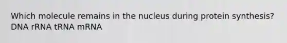 Which molecule remains in the nucleus during protein synthesis? DNA rRNA tRNA mRNA