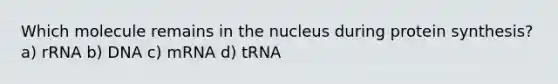 Which molecule remains in the nucleus during protein synthesis? a) rRNA b) DNA c) mRNA d) tRNA