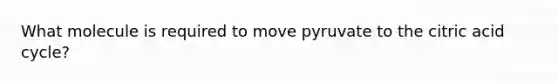 What molecule is required to move pyruvate to the citric acid cycle?