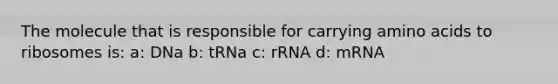 The molecule that is responsible for carrying amino acids to ribosomes is: a: DNa b: tRNa c: rRNA d: mRNA