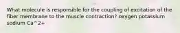 What molecule is responsible for the coupling of excitation of the fiber membrane to the muscle contraction? oxygen potassium sodium Ca^2+