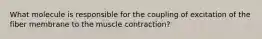 What molecule is responsible for the coupling of excitation of the fiber membrane to the muscle contraction?