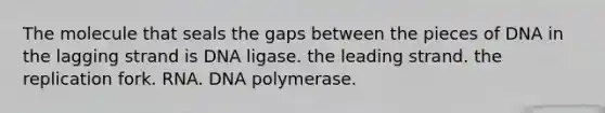 The molecule that seals the gaps between the pieces of DNA in the lagging strand is DNA ligase. the leading strand. the replication fork. RNA. DNA polymerase.