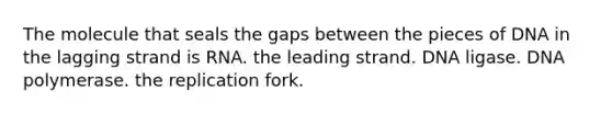 The molecule that seals the gaps between the pieces of DNA in the lagging strand is RNA. the leading strand. DNA ligase. DNA polymerase. the replication fork.