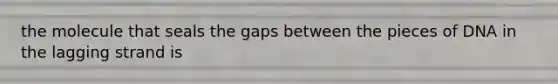 the molecule that seals the gaps between the pieces of DNA in the lagging strand is