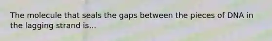 The molecule that seals the gaps between the pieces of DNA in the lagging strand is...