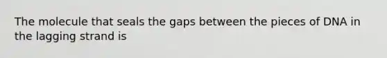 The molecule that seals the gaps between the pieces of DNA in the lagging strand is