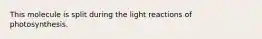 This molecule is split during the light reactions of photosynthesis.