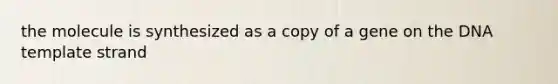 the molecule is synthesized as a copy of a gene on the DNA template strand