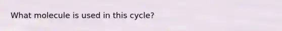 What molecule is used in this cycle?