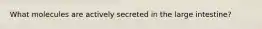 What molecules are actively secreted in the large intestine?