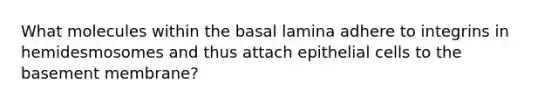 What molecules within the basal lamina adhere to integrins in hemidesmosomes and thus attach epithelial cells to the basement membrane?