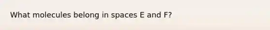 What molecules belong in spaces E and F?