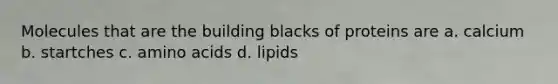 Molecules that are the building blacks of proteins are a. calcium b. startches c. amino acids d. lipids