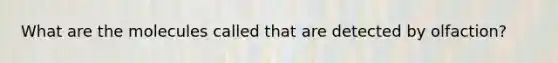 What are the molecules called that are detected by olfaction?