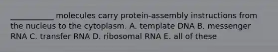 ___________ molecules carry protein-assembly instructions from the nucleus to the cytoplasm. A. template DNA B. <a href='https://www.questionai.com/knowledge/kDttgcz0ig-messenger-rna' class='anchor-knowledge'>messenger rna</a> C. <a href='https://www.questionai.com/knowledge/kYREgpZMtc-transfer-rna' class='anchor-knowledge'>transfer rna</a> D. ribosomal RNA E. all of these