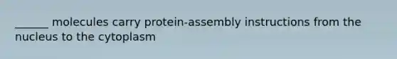 ______ molecules carry protein-assembly instructions from the nucleus to the cytoplasm