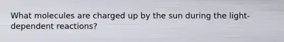 What molecules are charged up by the sun during the light-dependent reactions?