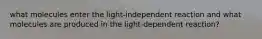 what molecules enter the light-independent reaction and what molecules are produced in the light-dependent reaction?