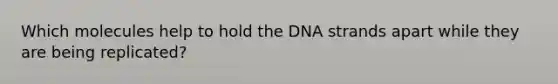 Which molecules help to hold the DNA strands apart while they are being replicated?