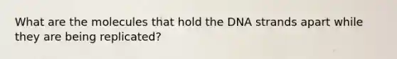 What are the molecules that hold the DNA strands apart while they are being replicated?