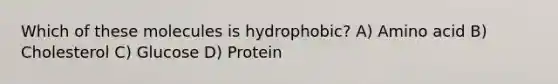 Which of these molecules is hydrophobic? A) Amino acid B) Cholesterol C) Glucose D) Protein