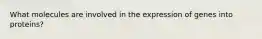 What molecules are involved in the expression of genes into proteins?