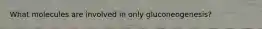 What molecules are involved in only gluconeogenesis?